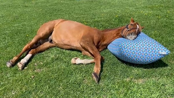 馬をダメにするソファ”を体現した姿が話題…「Yogibo」を枕に