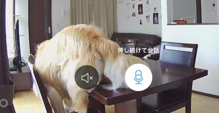 カメラ越しに叱られるまるくん