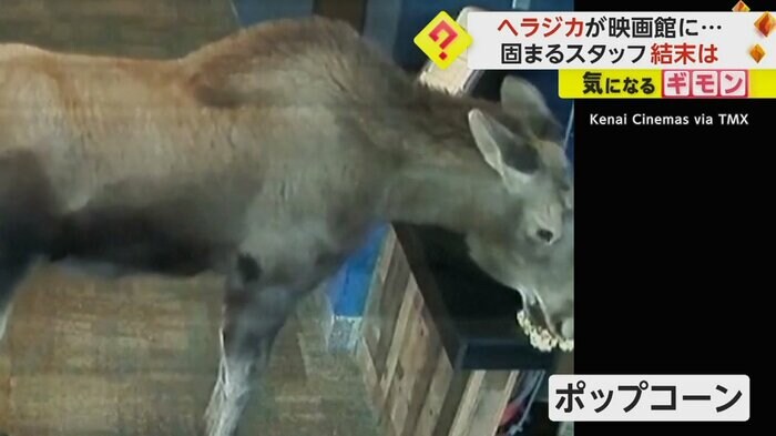 ポップコーン見つけ、食べ始めるヘラジカ