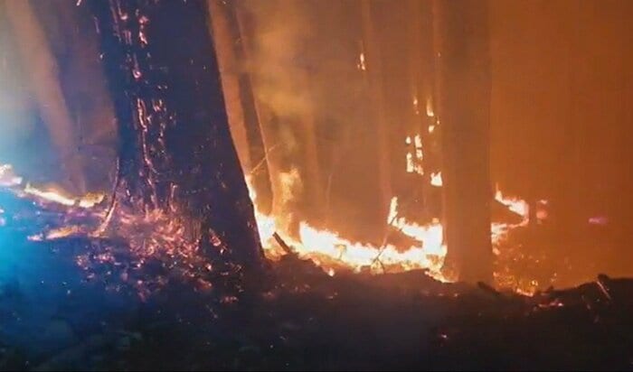 大船渡市で発生した林野火災　提供：仙台市消防局