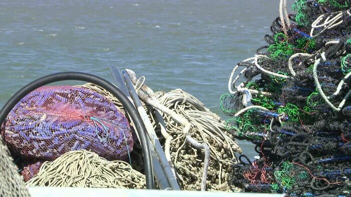 漁業用の網に絡まるシカも多い