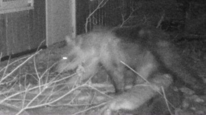 足跡発見から約73時間後にクマは駆除された（提供：札幌市）