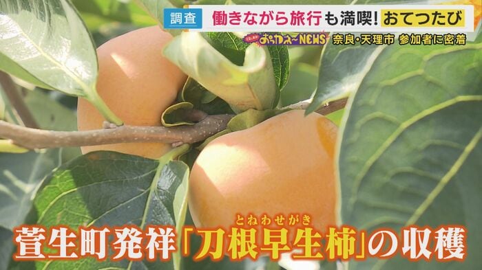 刀根早生柿の収穫