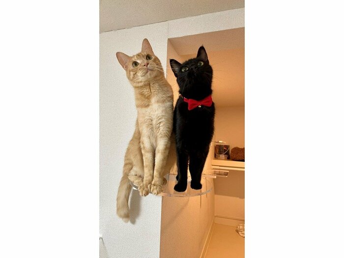 きょうだい猫のティーグルくん(左)とノアールちゃん(右)