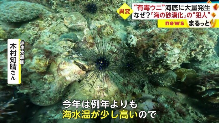 ガンガゼ類は、冬の冷たい水温に耐えられず越冬できないと思われていたが…