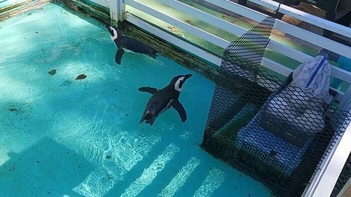 最終日も園内には多くの動物が(撮影:視聴者)