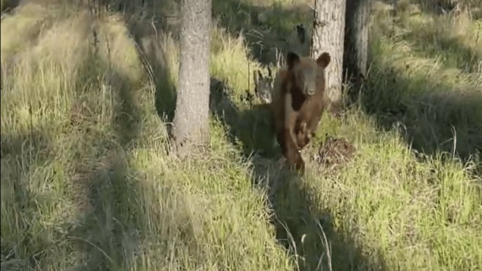クマは木から降り、駆けだした