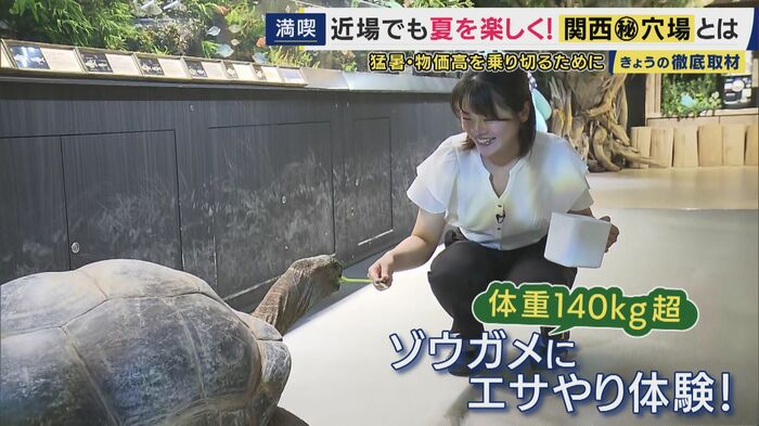 ゾウガメへのエサやり体験