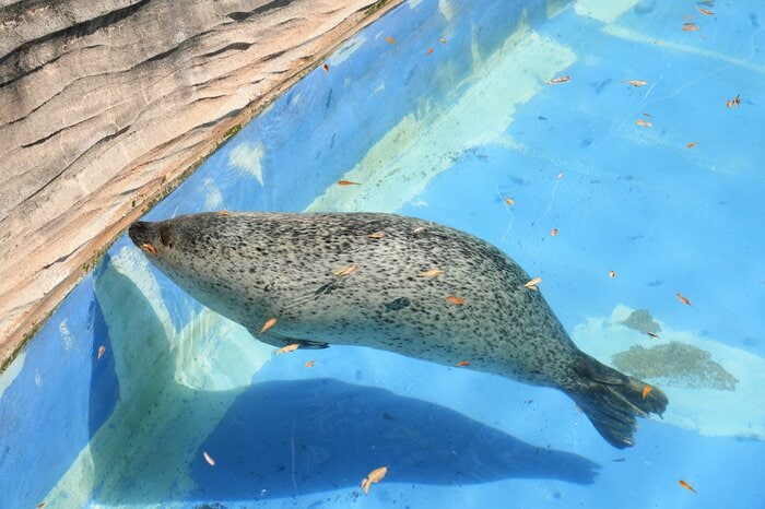 気持ちよさそうに水に浮かぶ(提供:名古屋市東山動植物園)