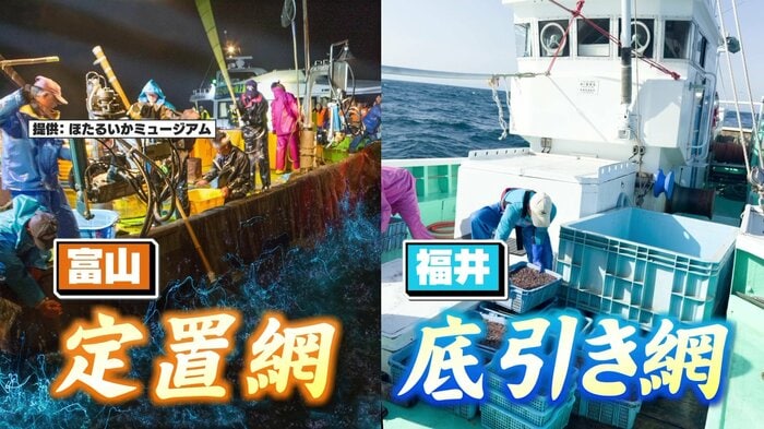 同じホタルイカ漁でも種類が違う