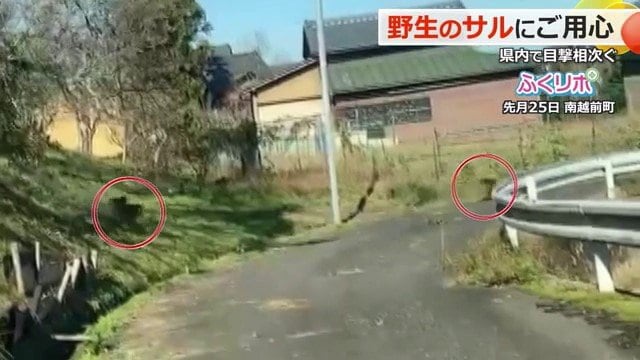 カメラの前をサルが集団で横切る