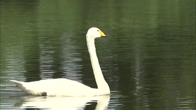 ふるさとの森芸術村(福島県矢吹町)に現れた白鳥