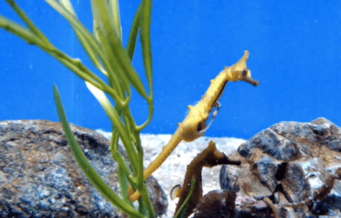 提供:名古屋港水族館