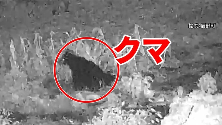 クマがスイートコーン食い荒らす　カメラに1m超の成獣…50分ほど畑にとどまり、姿消す　県内ではニワトリが襲われる被害も　県クマ対策員「外に食料は置かないで」「いい匂いがすると家の中に…戸締りを」｜FNNプライムオンライン