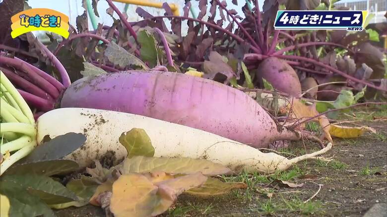 約５００年前から栽培　西都市の伝統野菜「米良大根」　小学生が収穫体験｜FNNプライムオンライン