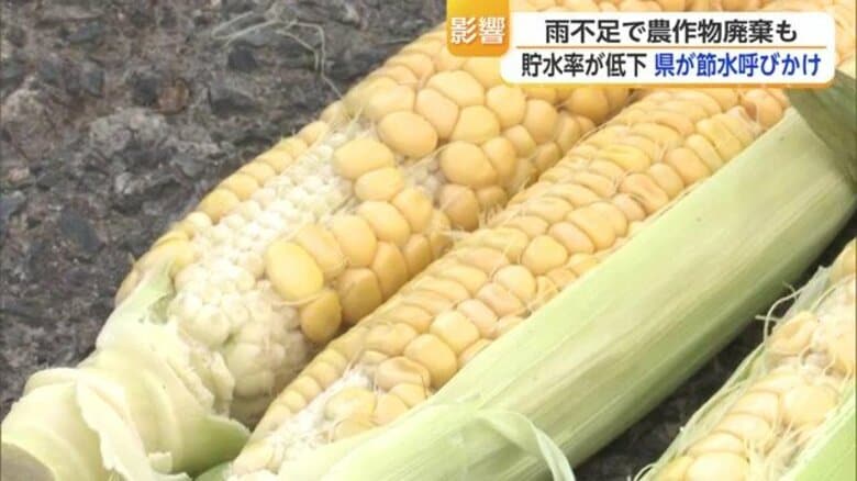 トウモロコシ1万本廃棄など農作物に異変 猛暑と少雨の影響か 早い梅雨明け後に雨がほとんど降らずダム貯水率が低下|FNNプライムオンライン