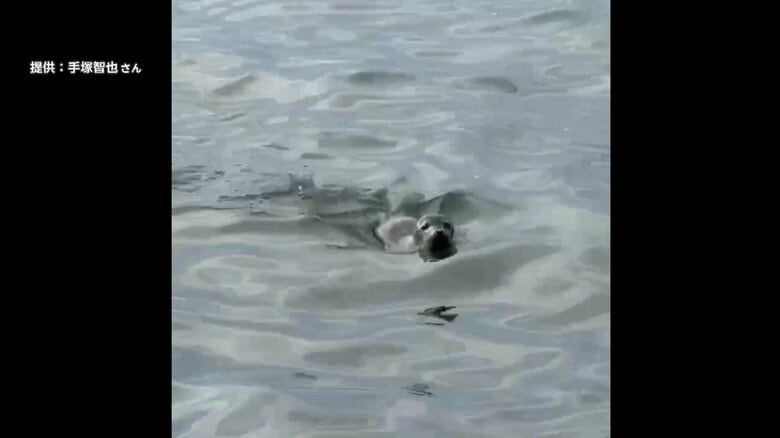 有明海にアザラシの子ども？ かわいらしい顔を海面から出し船に接近　驚く漁業者「有明海での目撃は聞いたことがない」｜FNNプライムオンライン