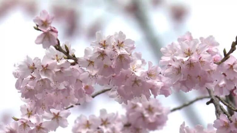 【速報】仙台のサクラ「満開」に　仙台管区気象台発表　平年より９日、去年より６日早く｜FNNプライムオンライン