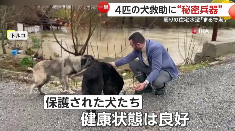 エサに食らいつく保護された犬たち