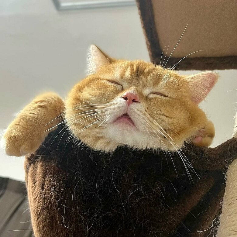 ぐっすり寝ているこまるくん