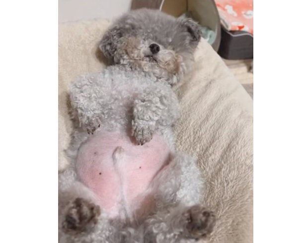 こちらは「保湿クリーム待ち」のノーランくん