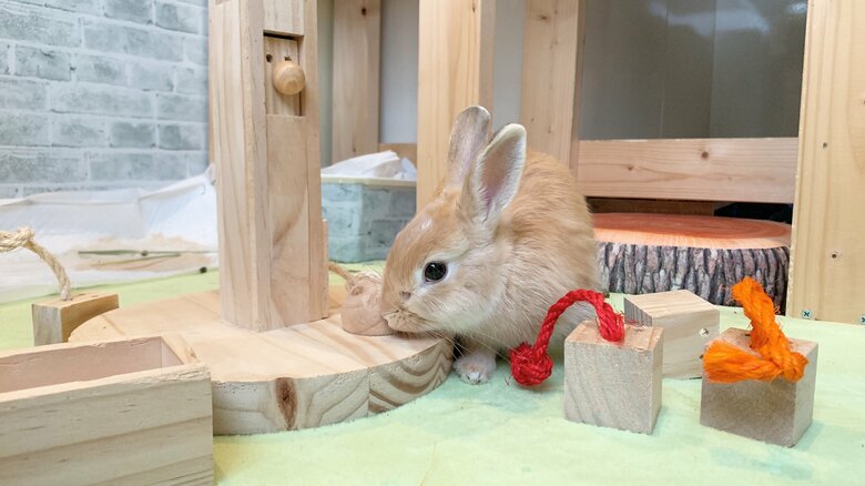 提供：げんまいとうるちさん