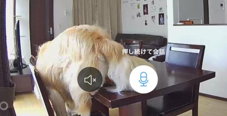 カメラ越しに叱られるまるくん