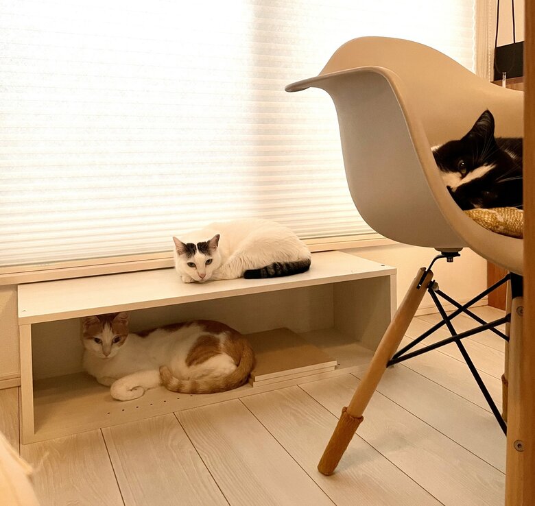 提供：卵山玉子先生