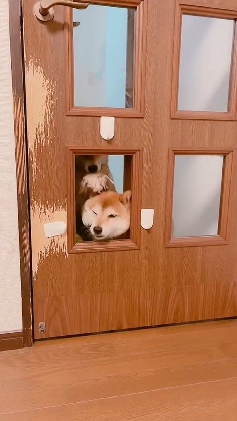 ミントちゃんはムックくんに前足を乗せて…