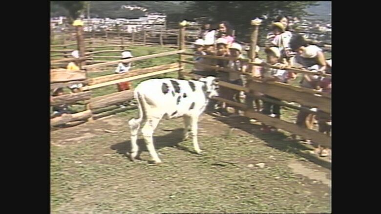 1980年代　伊那市の小学校　牛を飼う学習