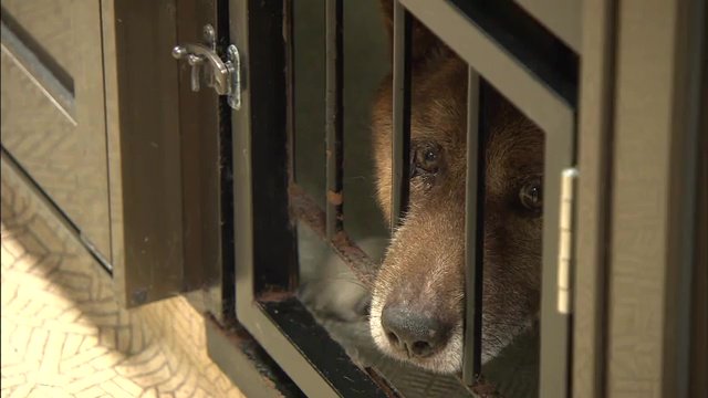 ペット同伴の避難が受け入れられるのは難しい