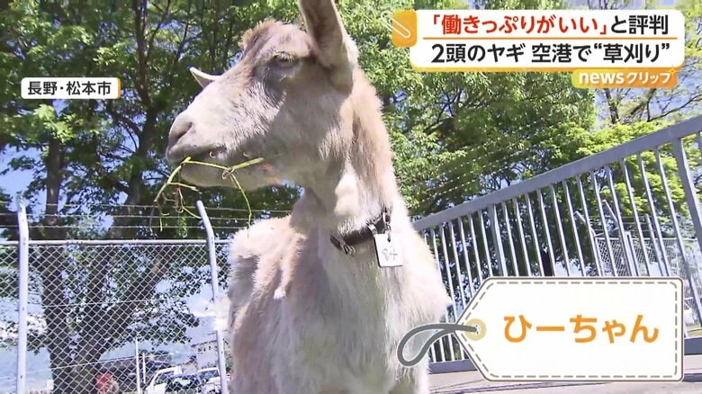 ムシャムシャと仲良く草を食べるヤギ（長野・松本市）
