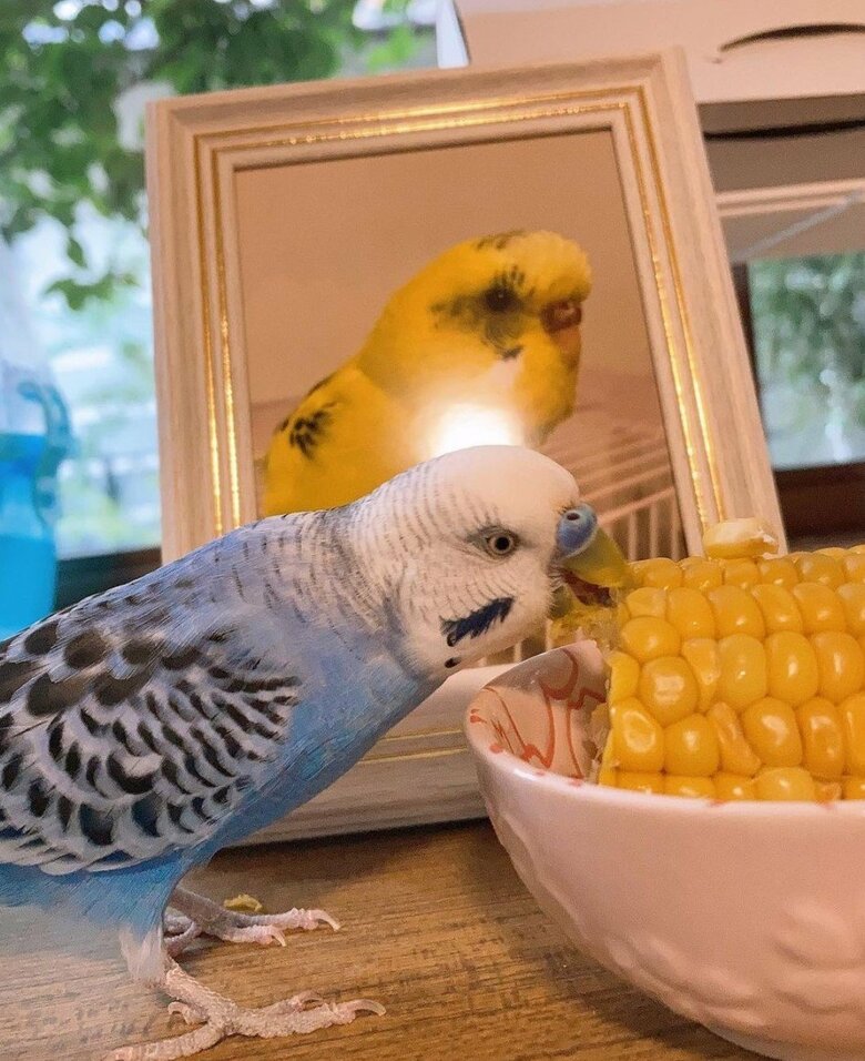 ぴっぴくんも、ぽっぽくんを見守っているはずだ