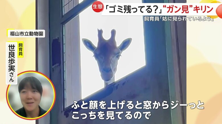 「ジーッとこっちを見てるので、まずびっくりはするんですけど…」と語る飼育員