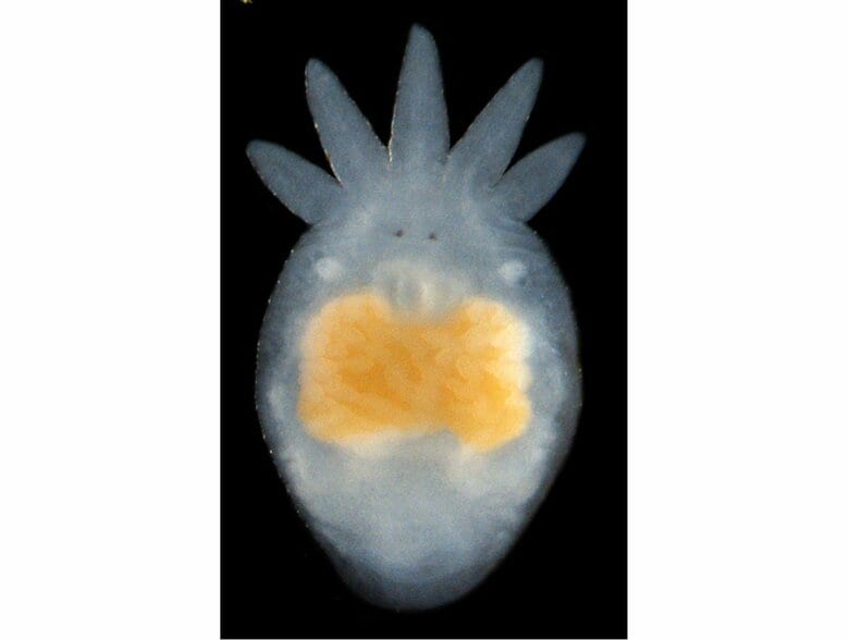 提供：上野大輔准教授