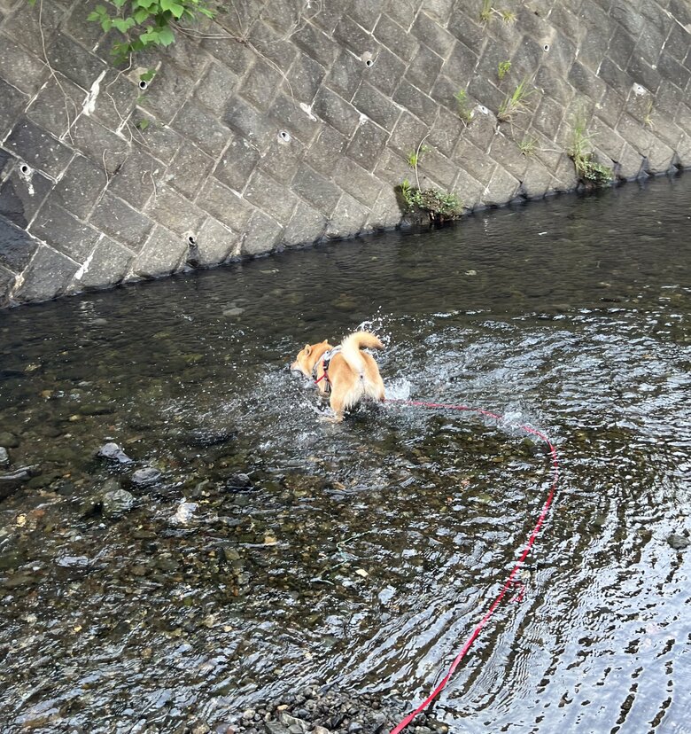 提供：柴犬まるやん日記さん