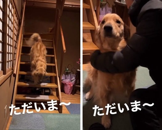 別の日のお出迎えの様子。しっぽを振って玄関までダッシュ