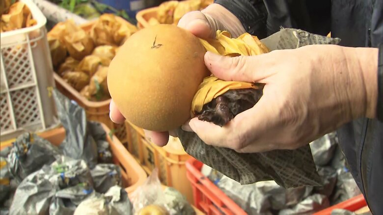 9月中旬に収穫時期を迎える「新高」