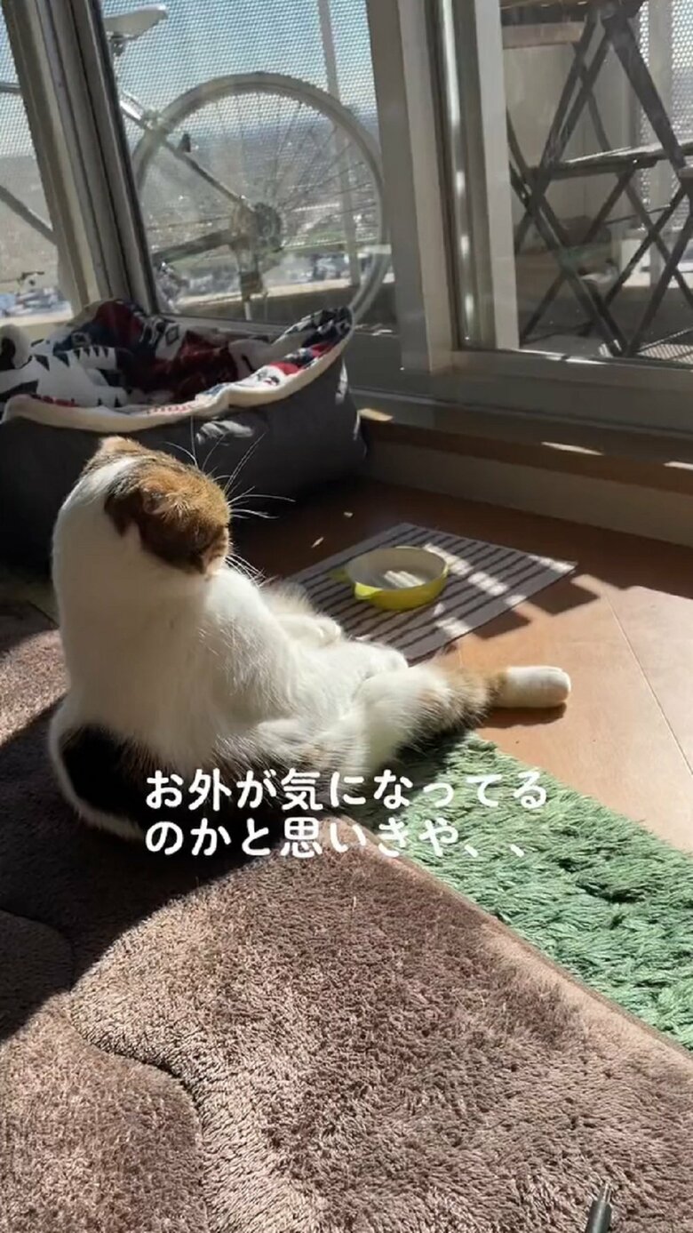ひなたぼっこ中のこうしちゃん