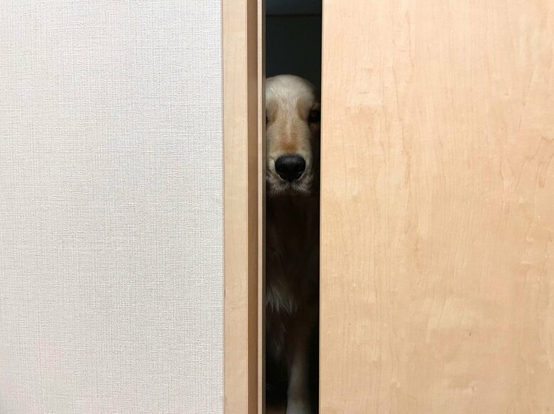 提供：イブ（ゴールデンレトリバー）さん