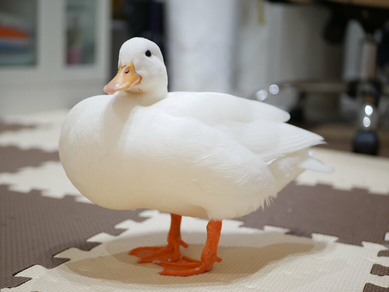 おなかいっぱいなピヨコちゃんのまんまるボディ