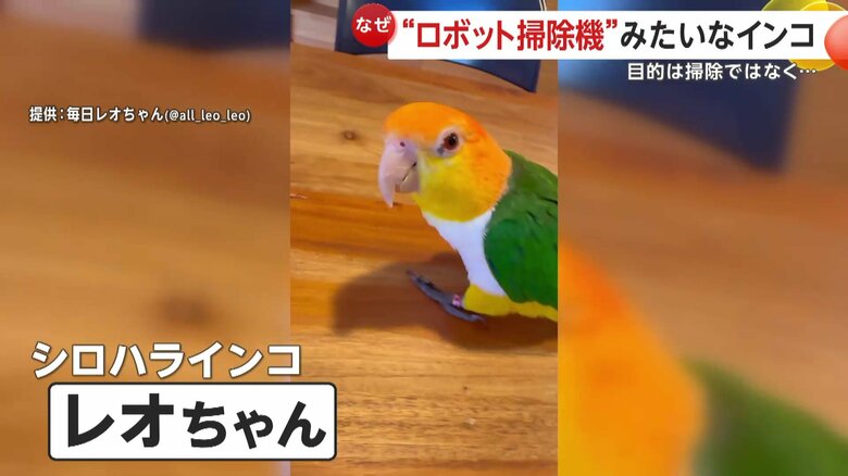 数々の芸を披露するのはシロハラインコのレオちゃん