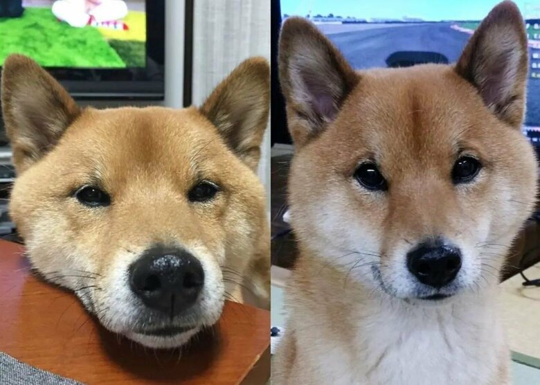 やる気の有無が表情に表れやすいという