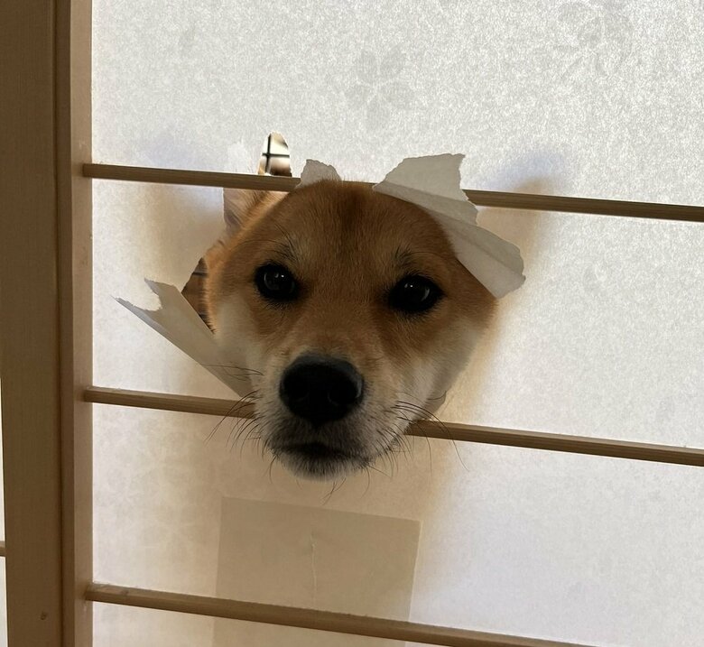 現在は障子の穴を大きくして、顔を丸々入れているという