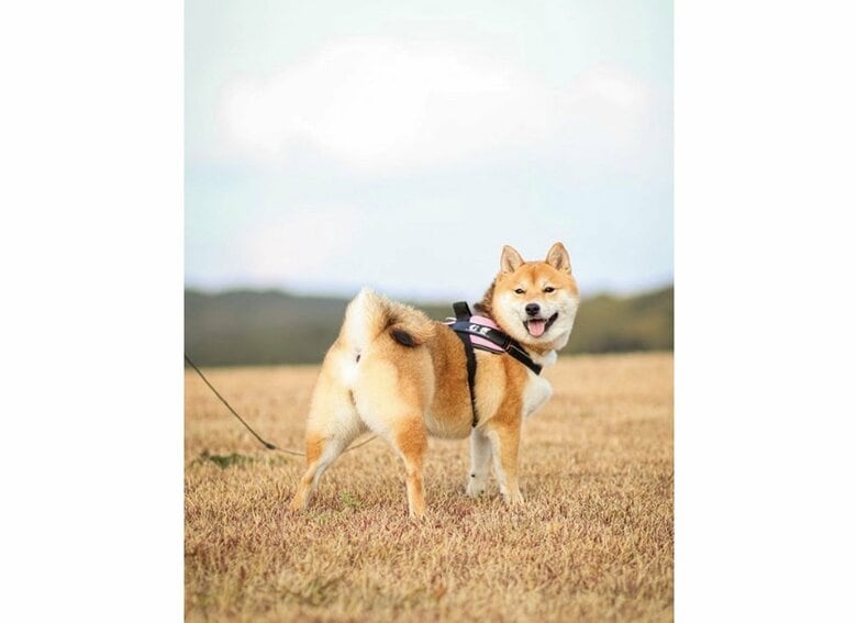 提供：shiba_mugi_さん
