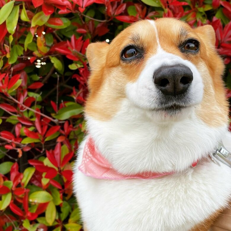 どや顔のはなちゃん