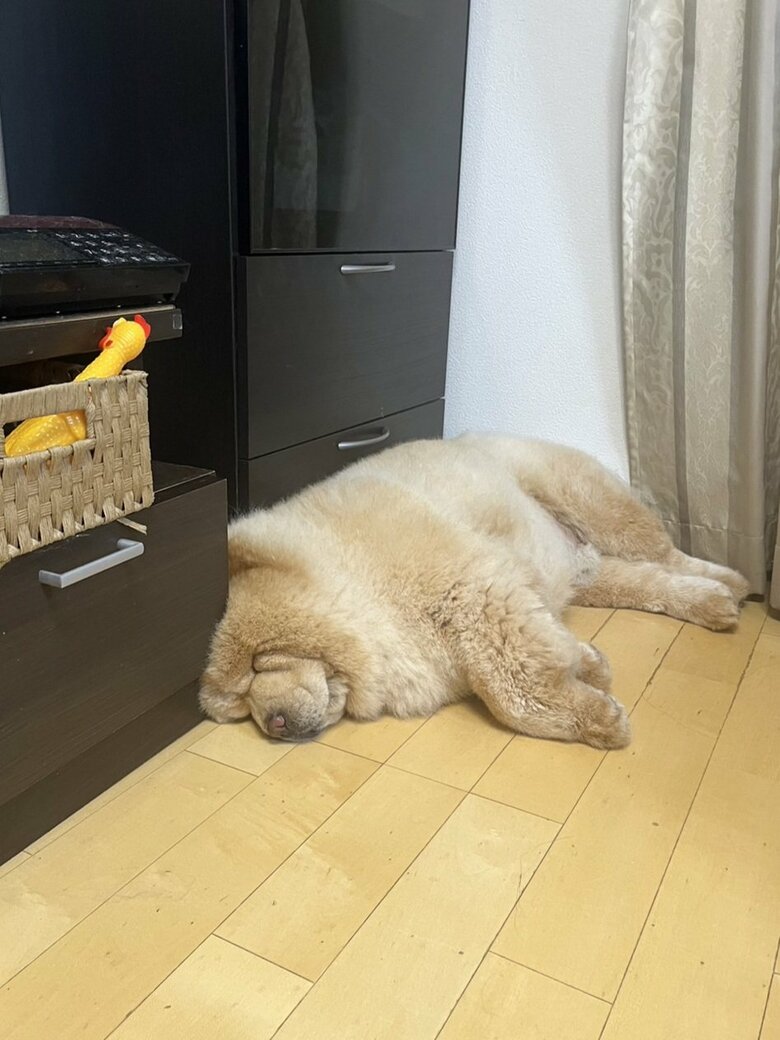 家具の隙間にお肉が挟まっている