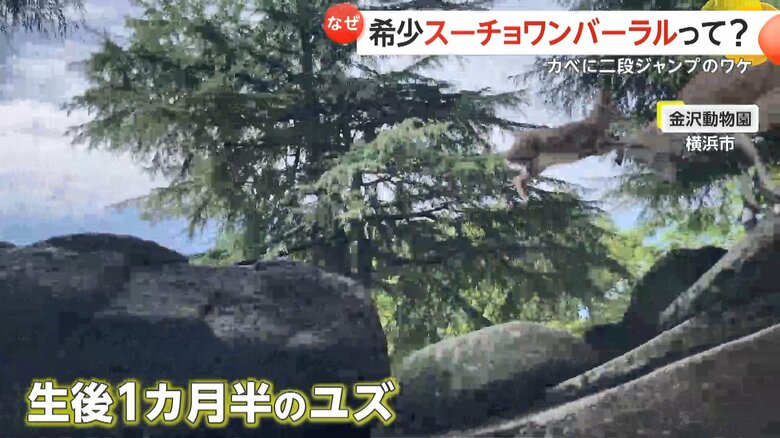 岩山をジャンプして移動するユズ