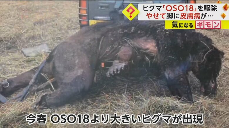 OSO18よりも大きいヒグマの目撃情報もある