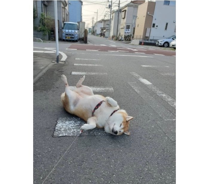 提供：柴犬ななさん